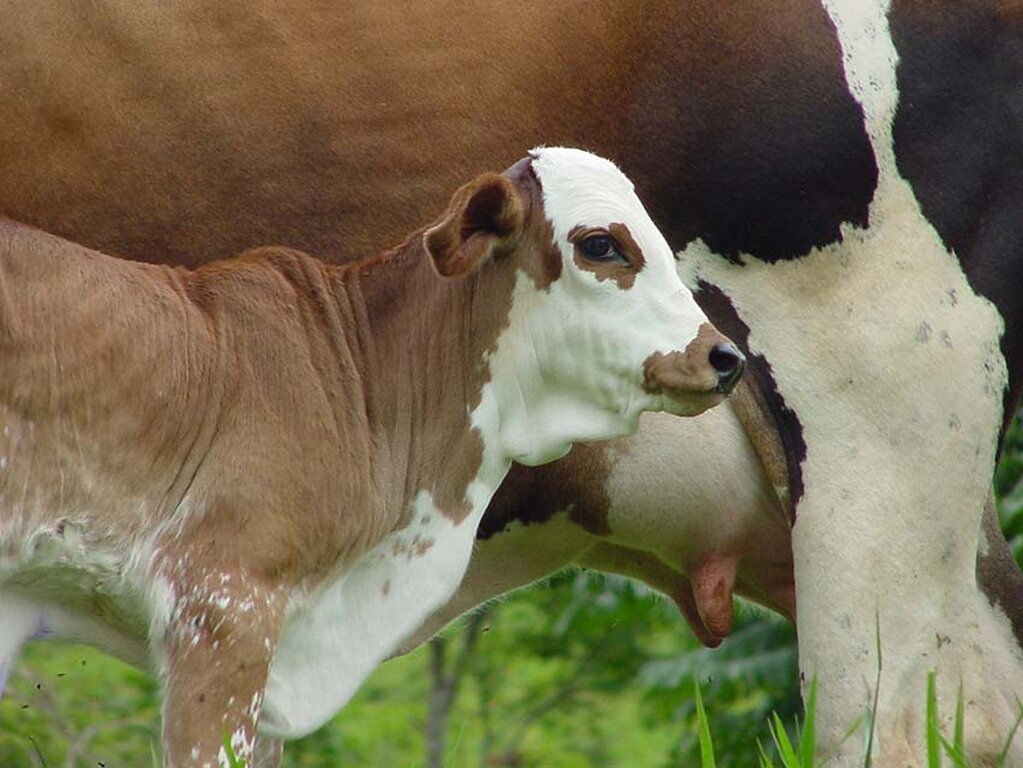 DESENVOLVIMENTO RURAL - Dia Mundial do Leite destaca produção sustentável