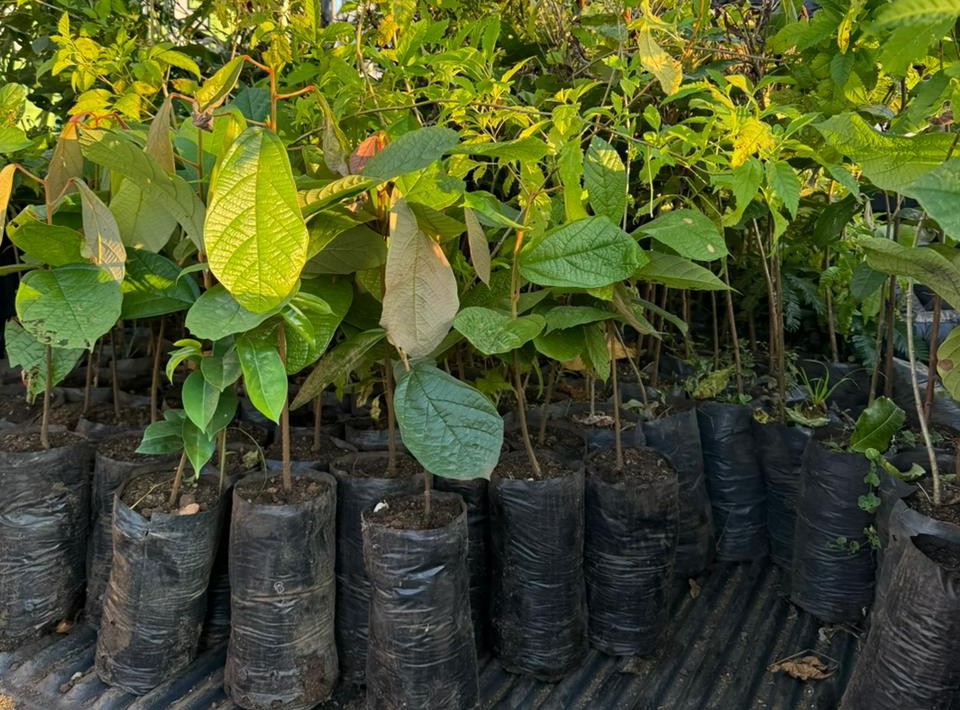 ARBORIZAÇÃO - Semana do Meio Ambiente distribui mais de mil mudas à população 