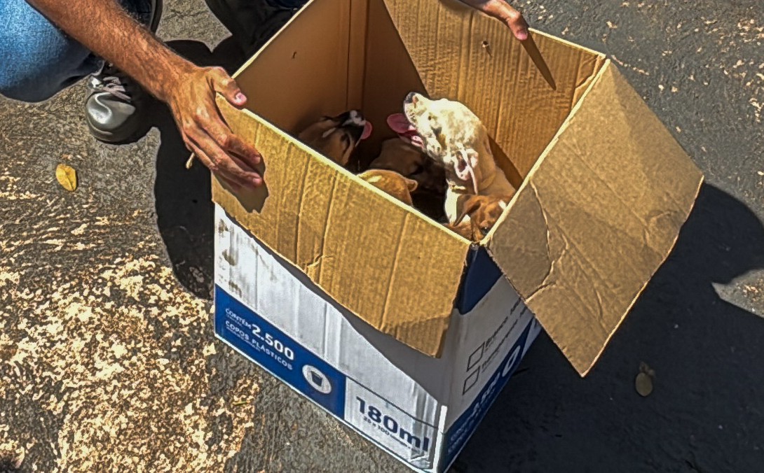 PROTEÇÃO ANIMAL - Filhotes largadas em plena via pública são acolhidos pela prefeitura