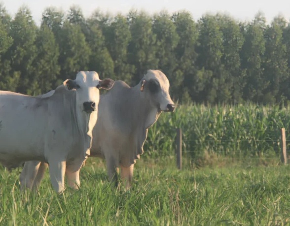 INOVAÇÃO - Dia de Campo vai apresentar tecnologias para fortalecer a pecuária sustentável