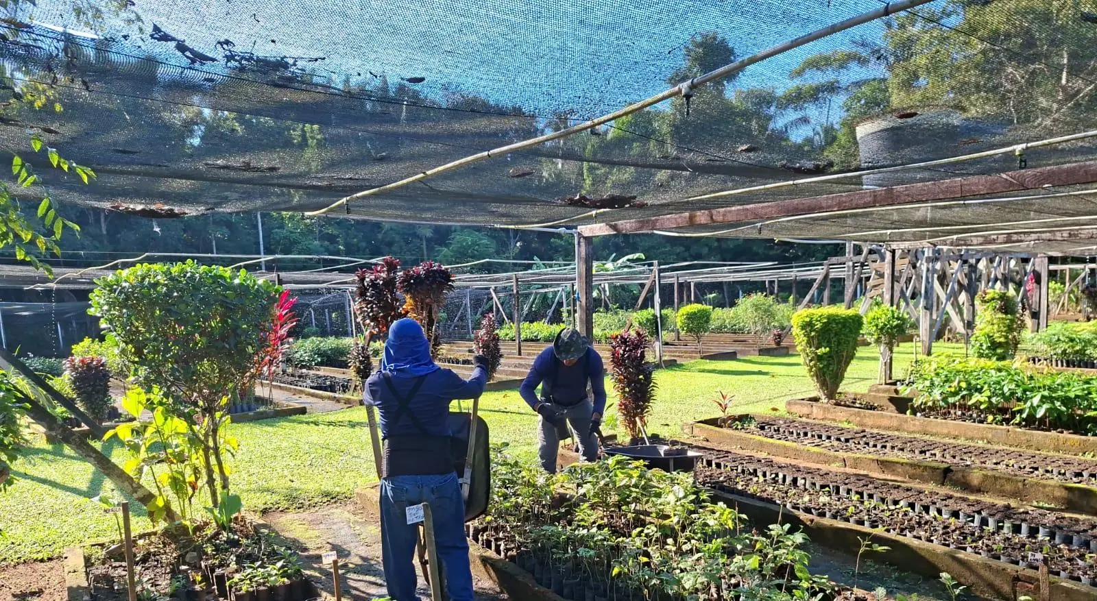 PLANEJAMENTO - Sema suspende temporariamente distribuição de mudas durante o verão amazônico em Porto Velho