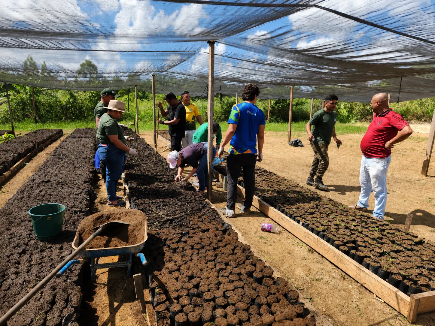 AGRICULTURA - Viveiro Municipal fortalece produção de mudas de cacau e beneficia agricultura familiar em Porto Velho
