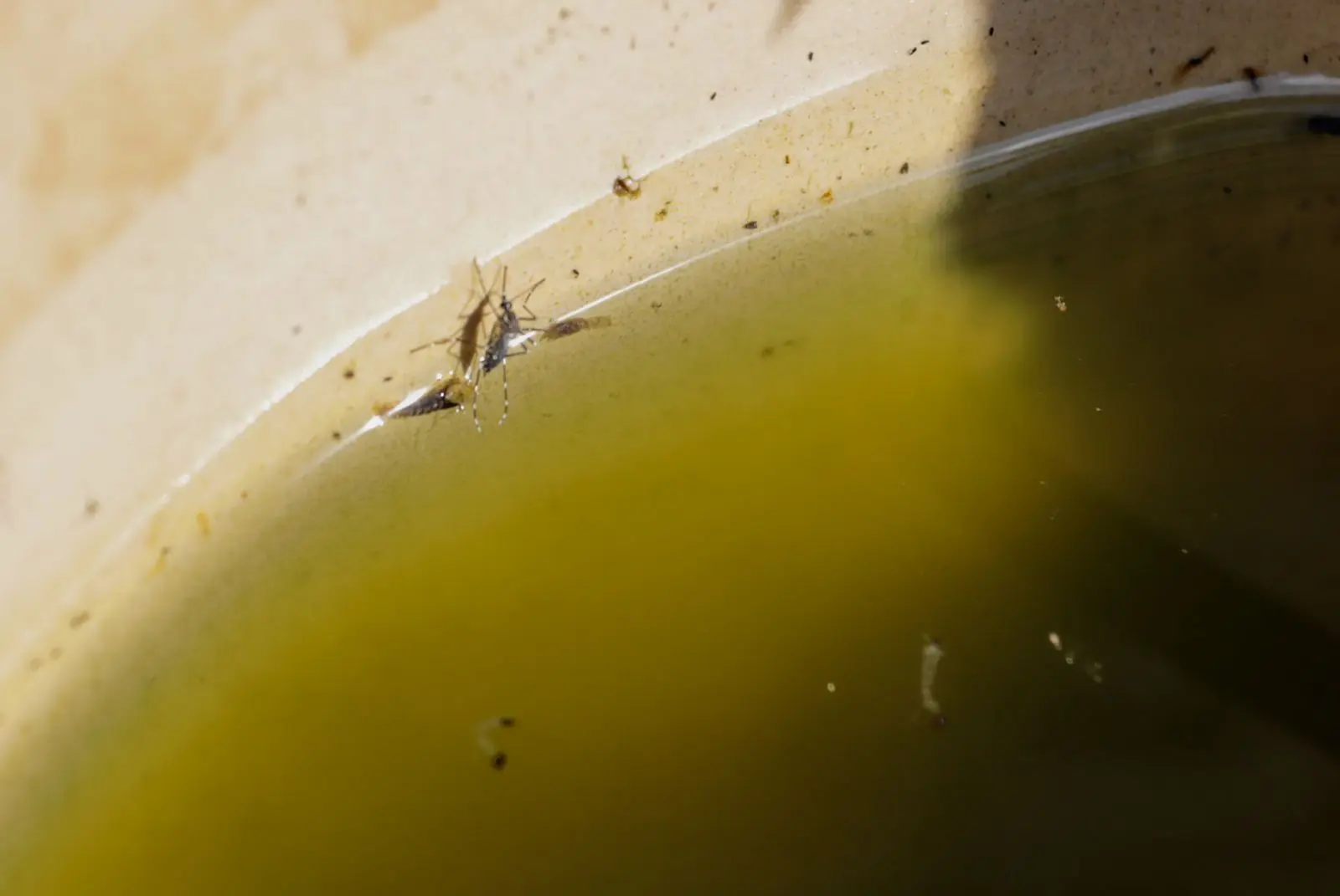 Mosquitos que ajudam a combater a dengue? Tecnologia inédita chega a Porto Velho