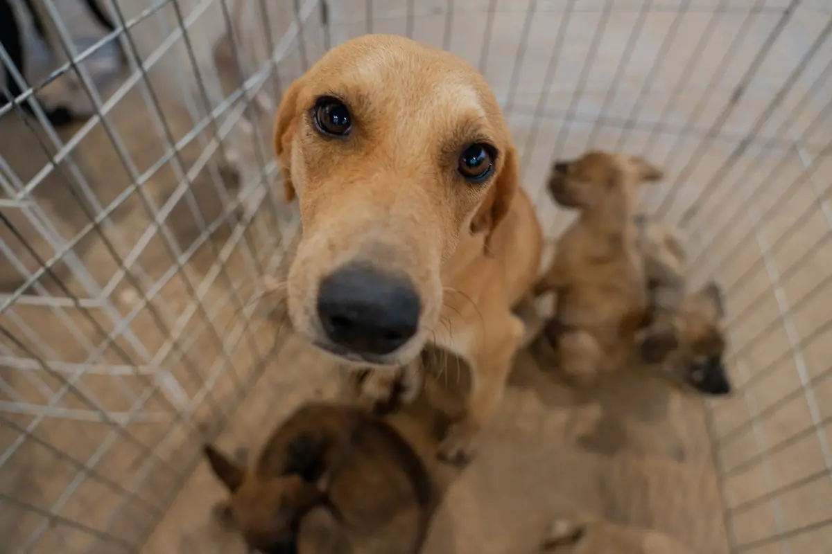Credenciamento amplia rede de cuidado e proteção animal em Porto Velho