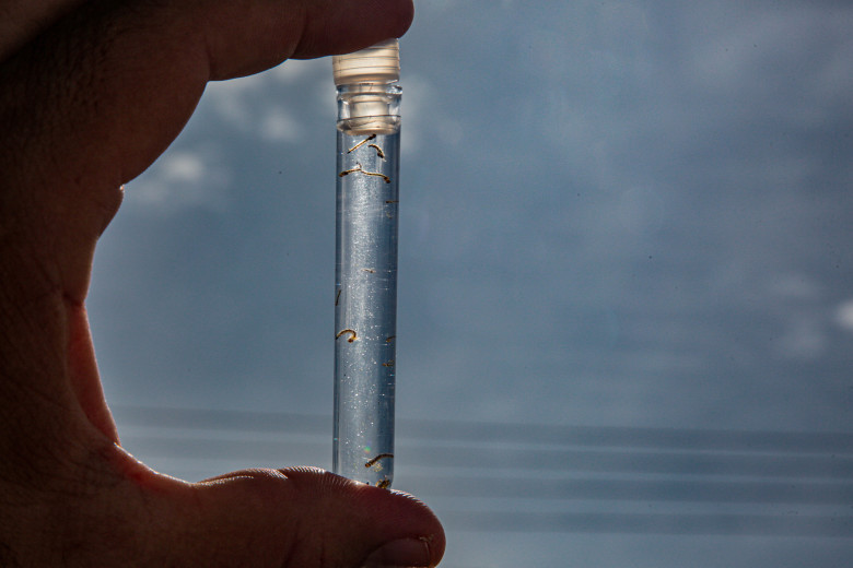 Capital apresenta situação de alerta para o mosquito Aedes Aegypti