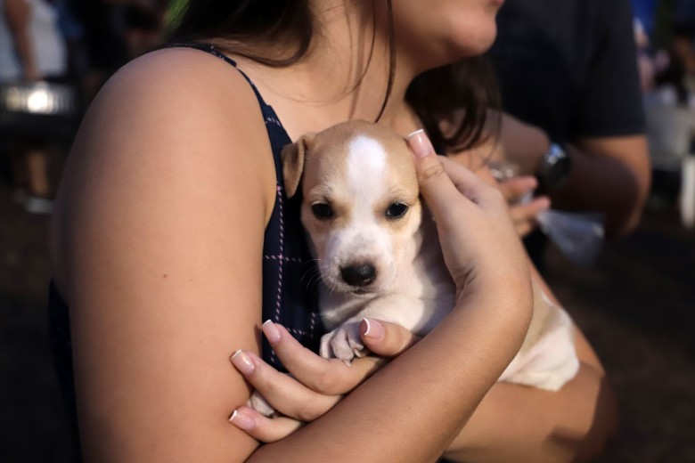 Prefeitura realiza feira para adoção de pets no Parque da Cidade