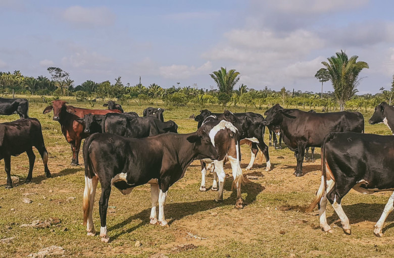 Prefeitura de Porto Velho investe na melhoria genética do gado leiteiro