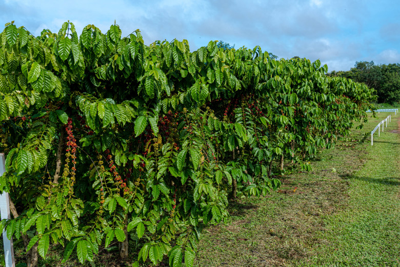 Prefeitura de Porto Velho distribuiu 2,2 milhões de mudas de café aos produtores