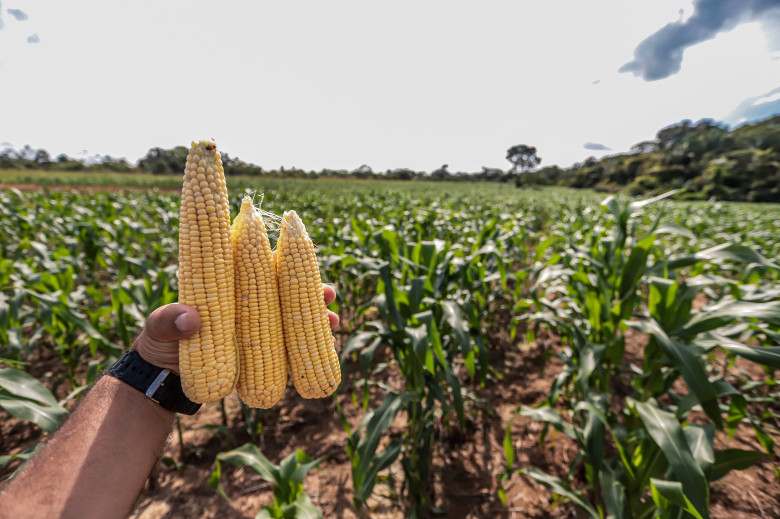 Produção de soja, milho e arroz em crescimento tornam Porto Velho nova fronteira agrícola
