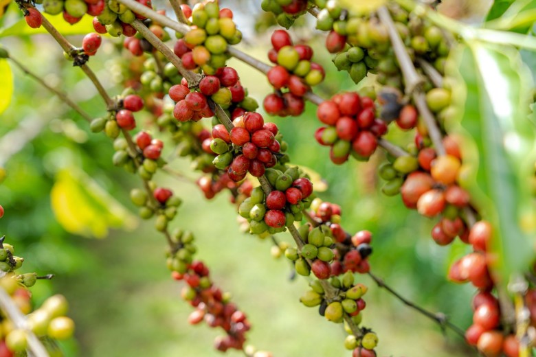Prefeitura e parceiros realizam Dia de Campo para produtores de café de Rio Pardo e União Bandeirantes