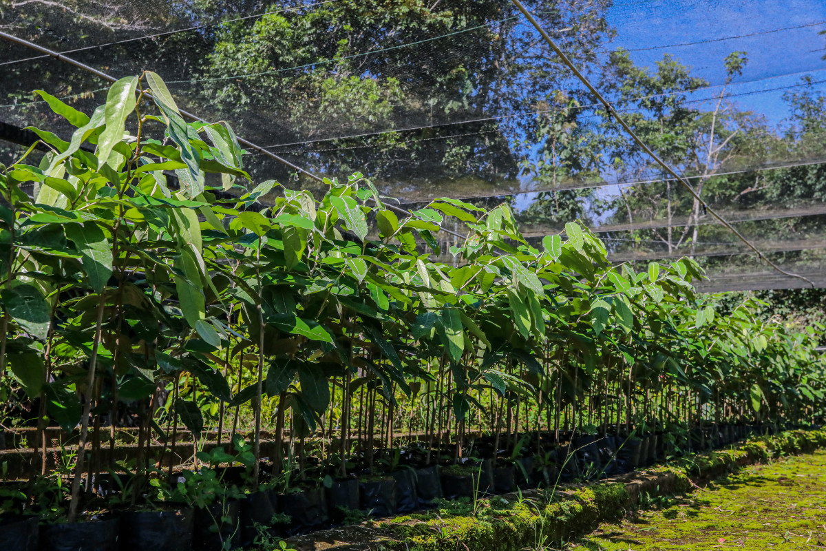Cada muda plantada representa um compromisso com a preservação da Amazônia 