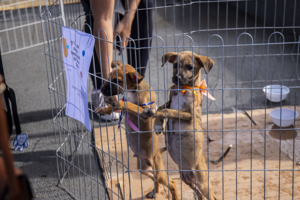 Animais colocados à disposição do público já são castrados, vermifugados, vacinados e microchipados