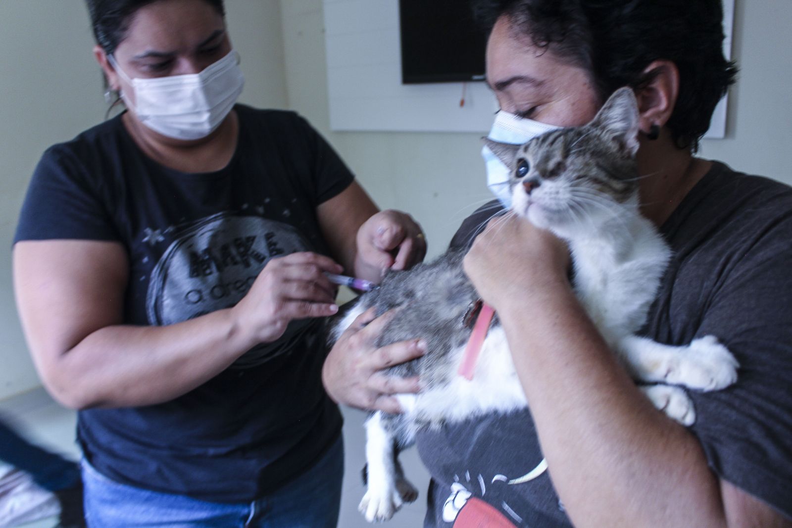 Podem ser vacinados todos os cães e gatos a partir de três meses que estejam sadios