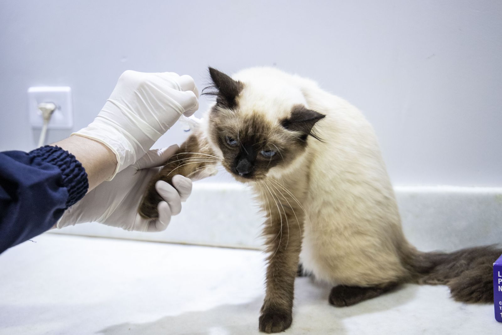Serviço prestado pela clínica veterinária popular é oferecido 24 horas