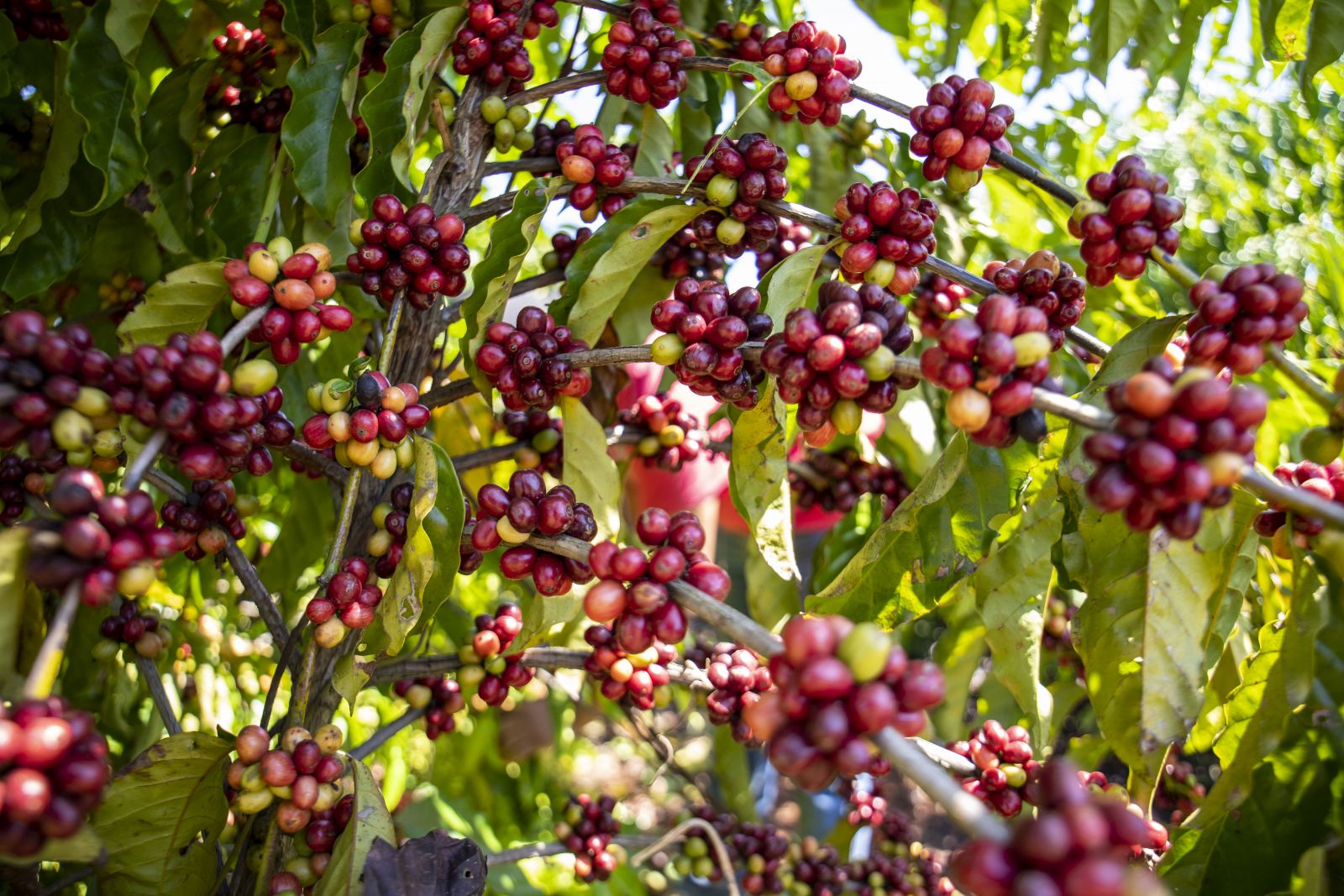 Foram adiquiridos cerca de 2,8 milhões de mudas de café Clonal, no período de 2017 a 2023, o equivalente a R$ 3 milhões