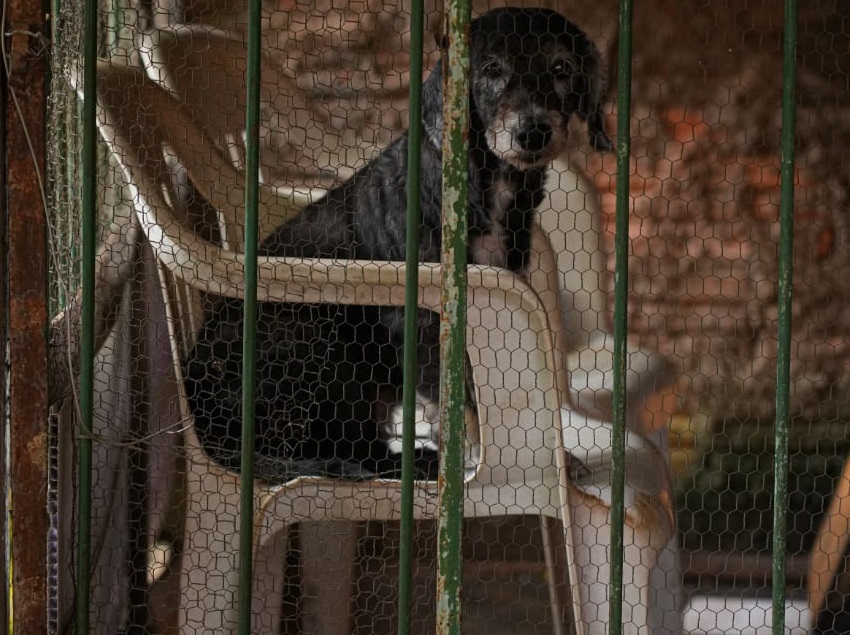 Atualmente apenas três em cada 20 denúncias configuram maus tratos a animais