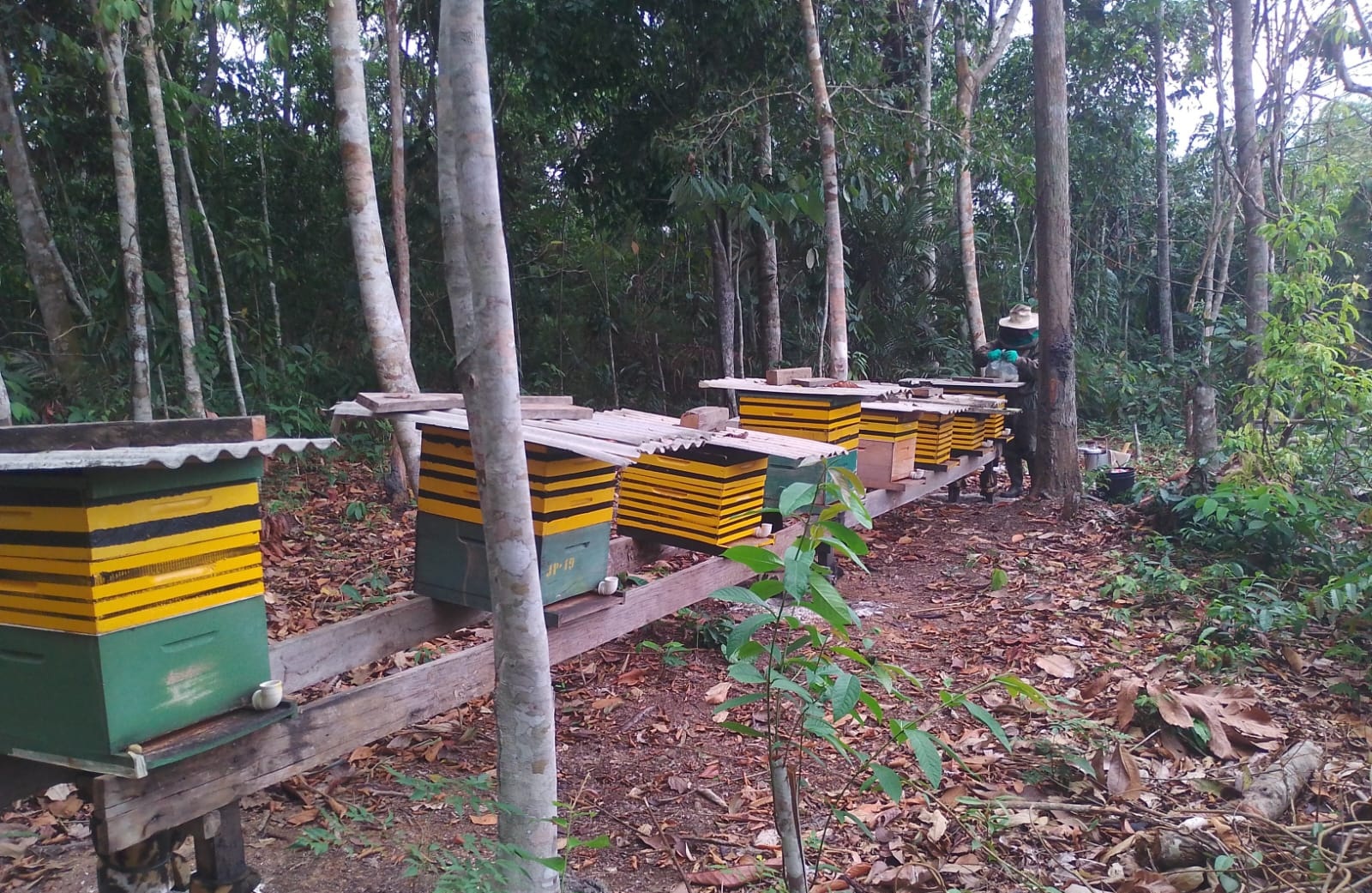 Porto Velho já conta com 108 apicultores em atividade