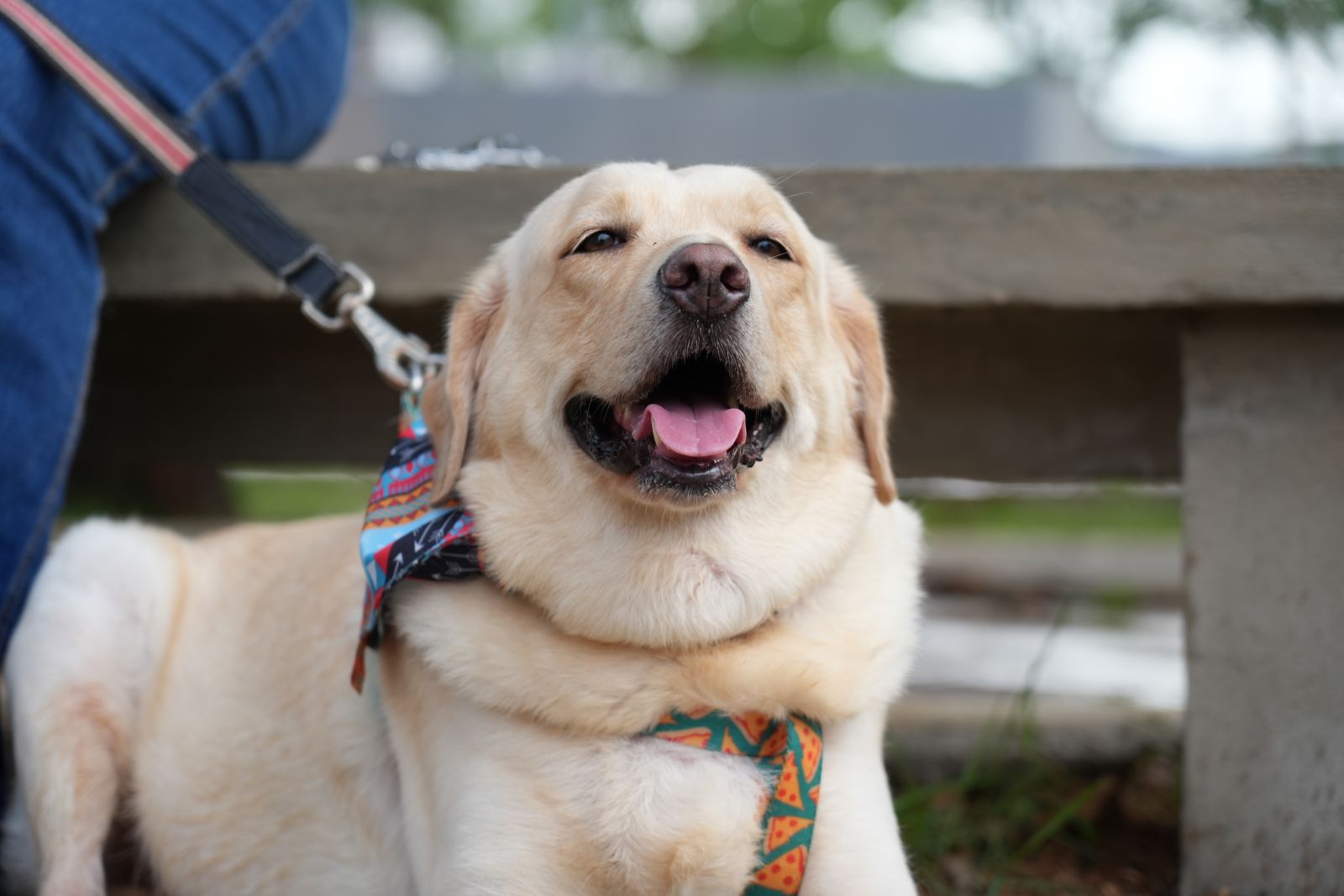 Animais de suporte emocional trazem essa tranquilidade, conforto necessário e qualidade de vida