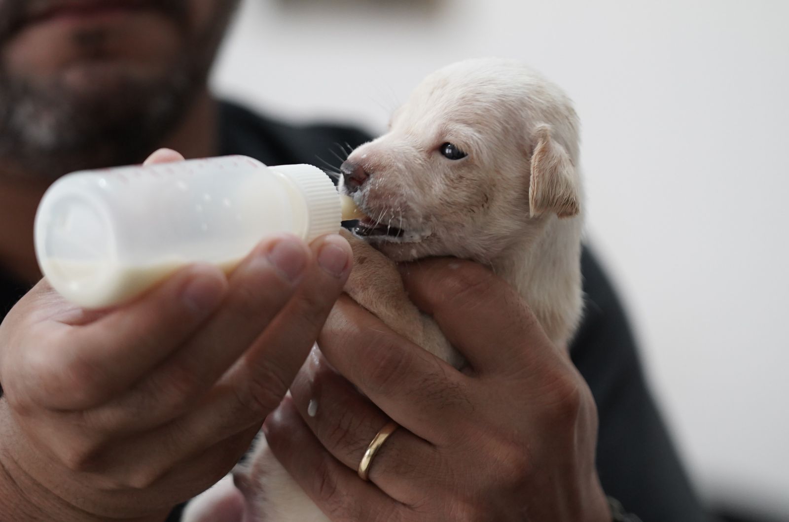 uando alguém adota, um animal ganha uma segunda chance e a cidade, mais consciência