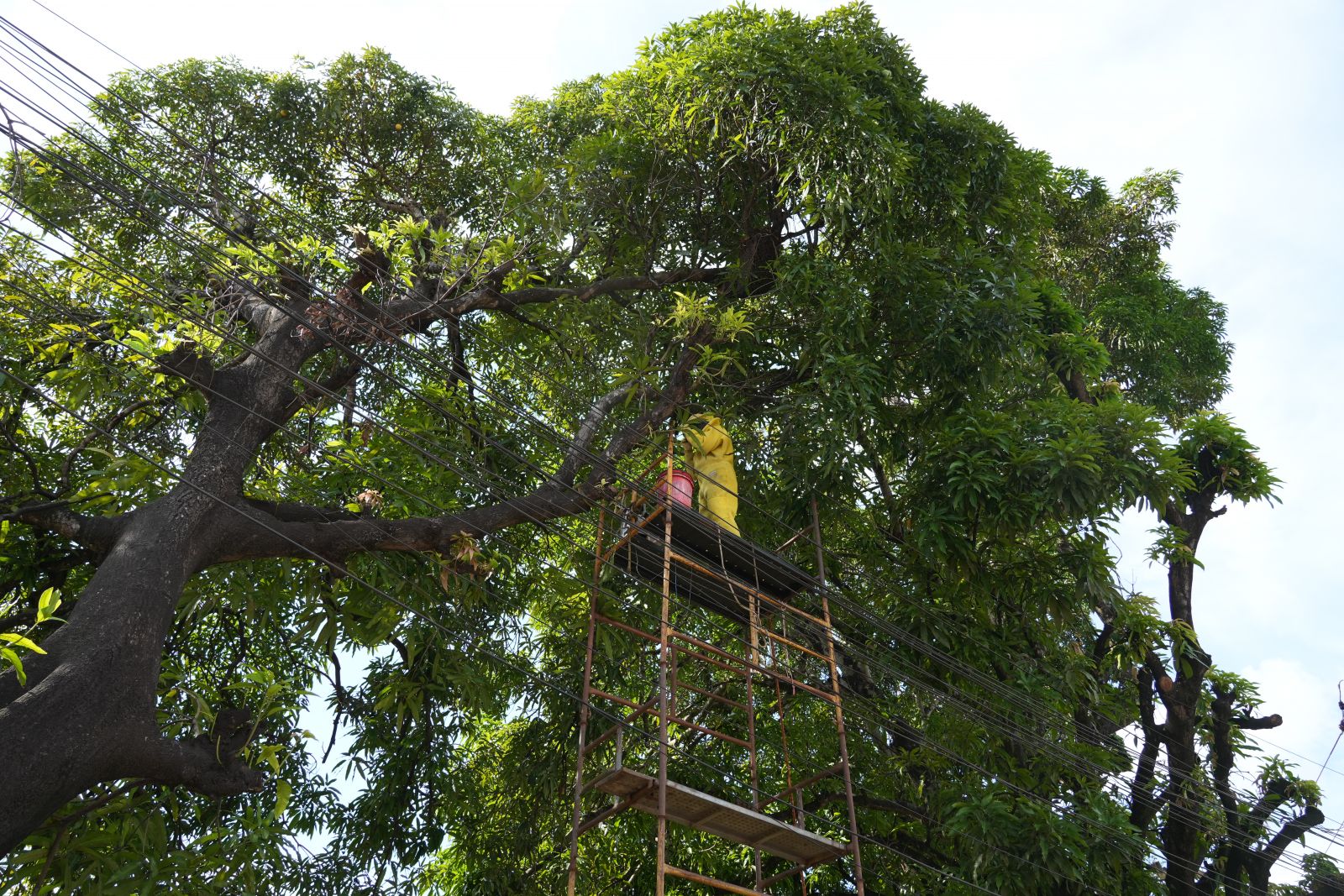 Ação contou com apoio de apicultores e uso de técnicas adequadas de manejo, como o fumigador