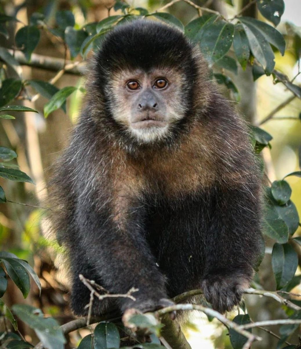 Macaco-prego-de-testa-preta voltou a aparecer nesta semana no Parque Natural