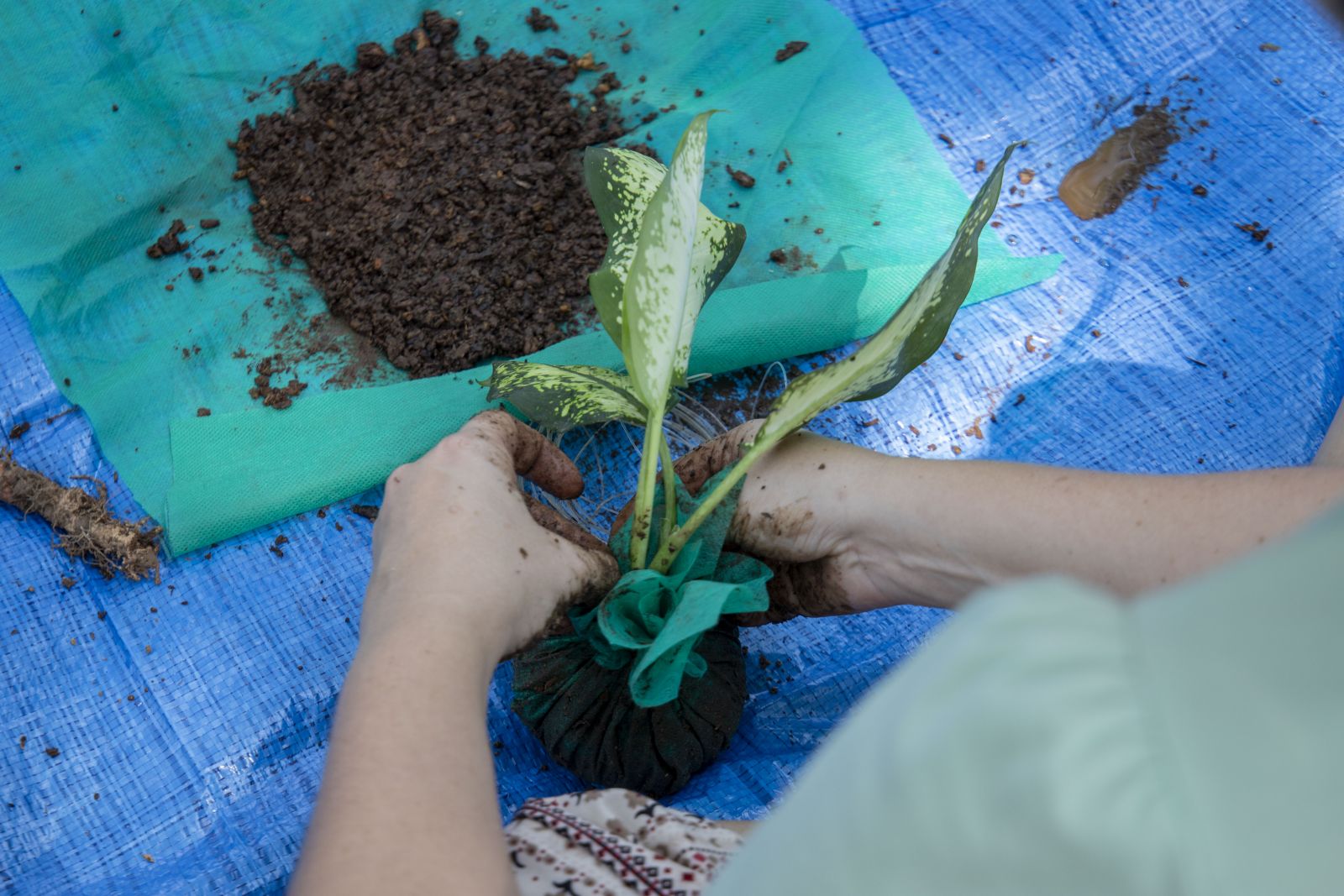 Técnica ensina a fazer o cultivo de planta sem uso de vaso