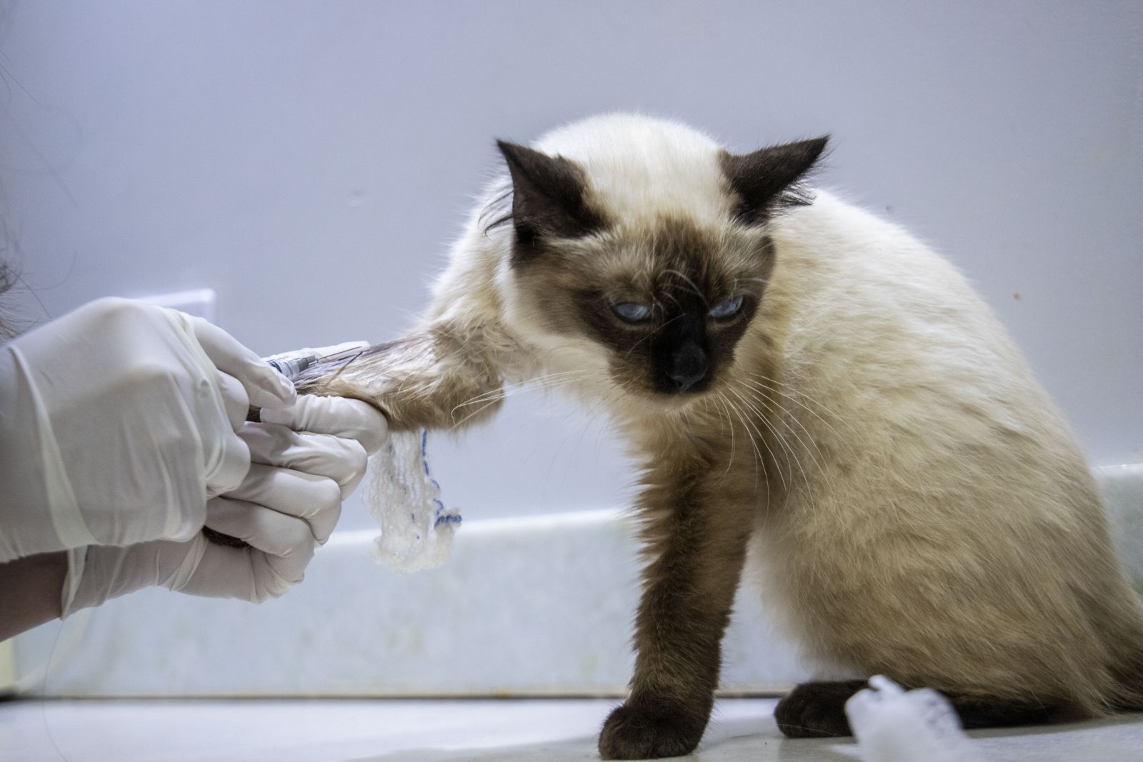 Capital rondoniense fará história e se tornará protagonista na causa animal