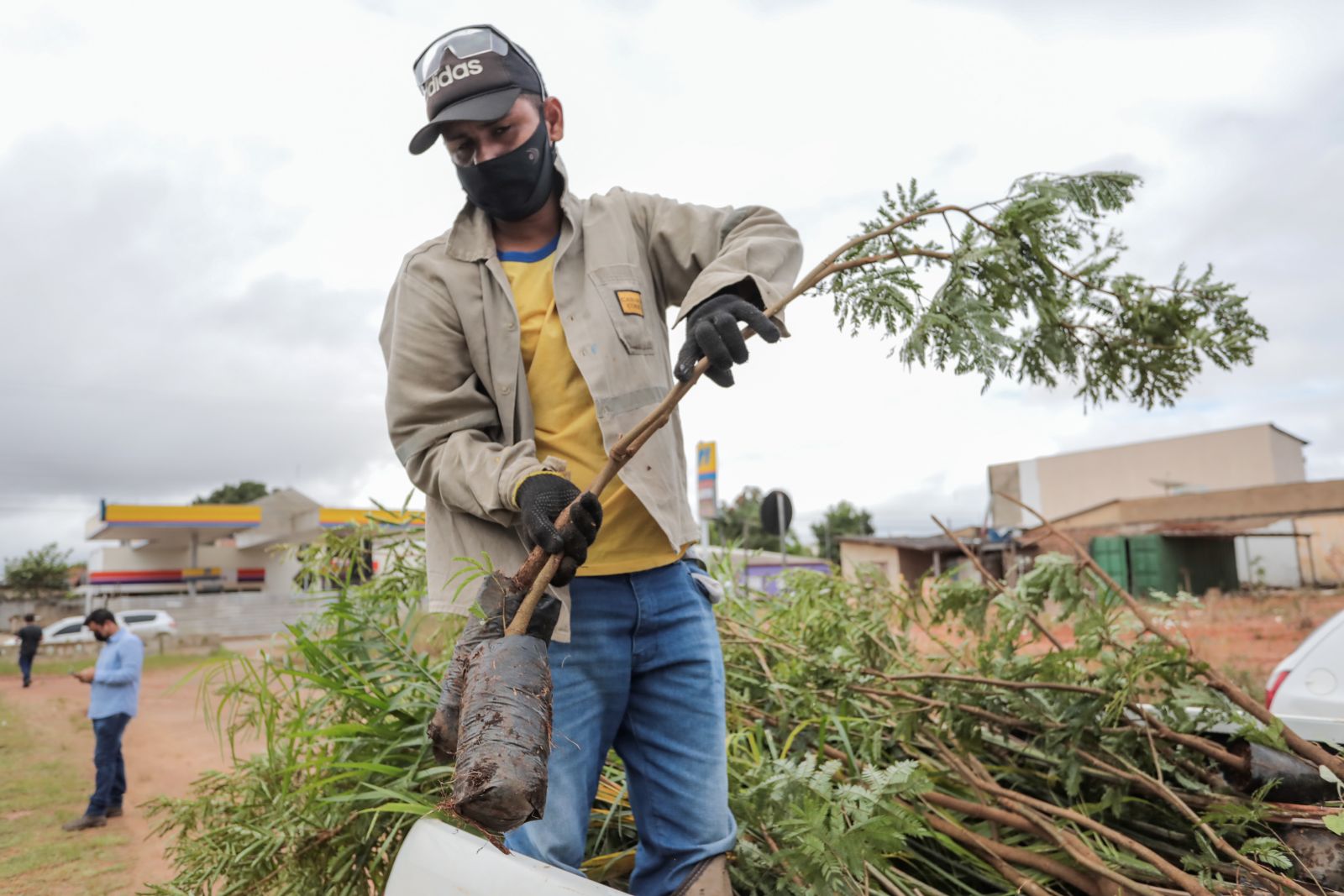 Aproximadamente 500 mudas de ipê, cojoba, palmeira e pata-de-vaca serão plantadas