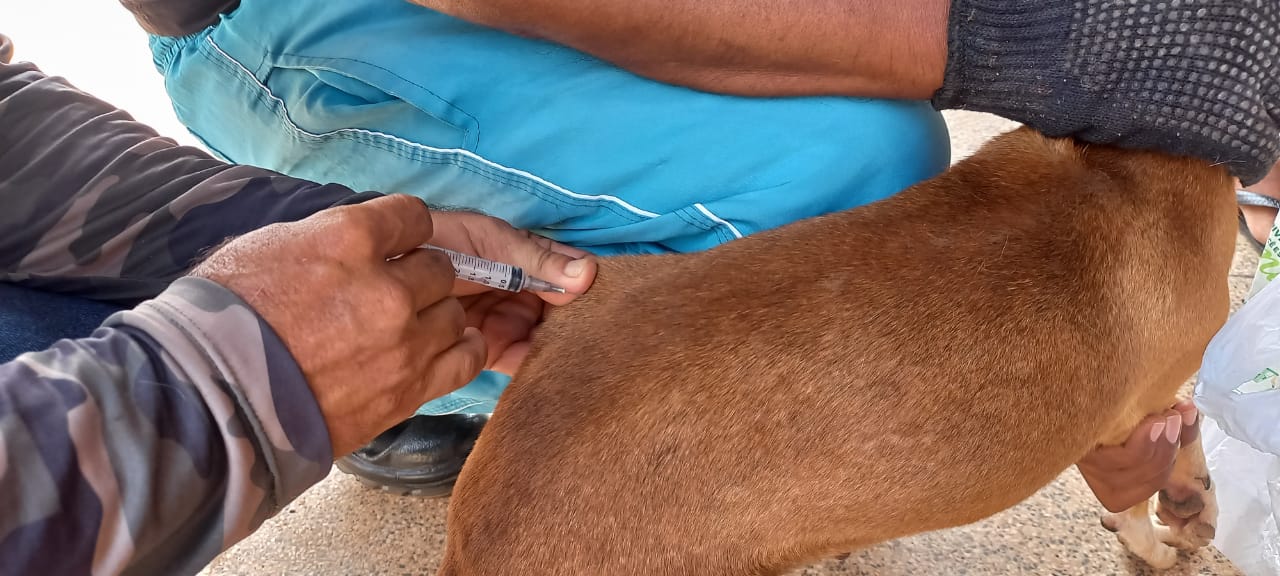A vacinação antirrábica é o principal meio de proteção