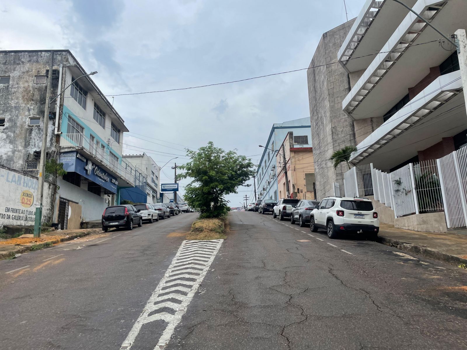 Duas pequenas árvores que precisarão ser removidas serão replantadas em outro ponto da cidade