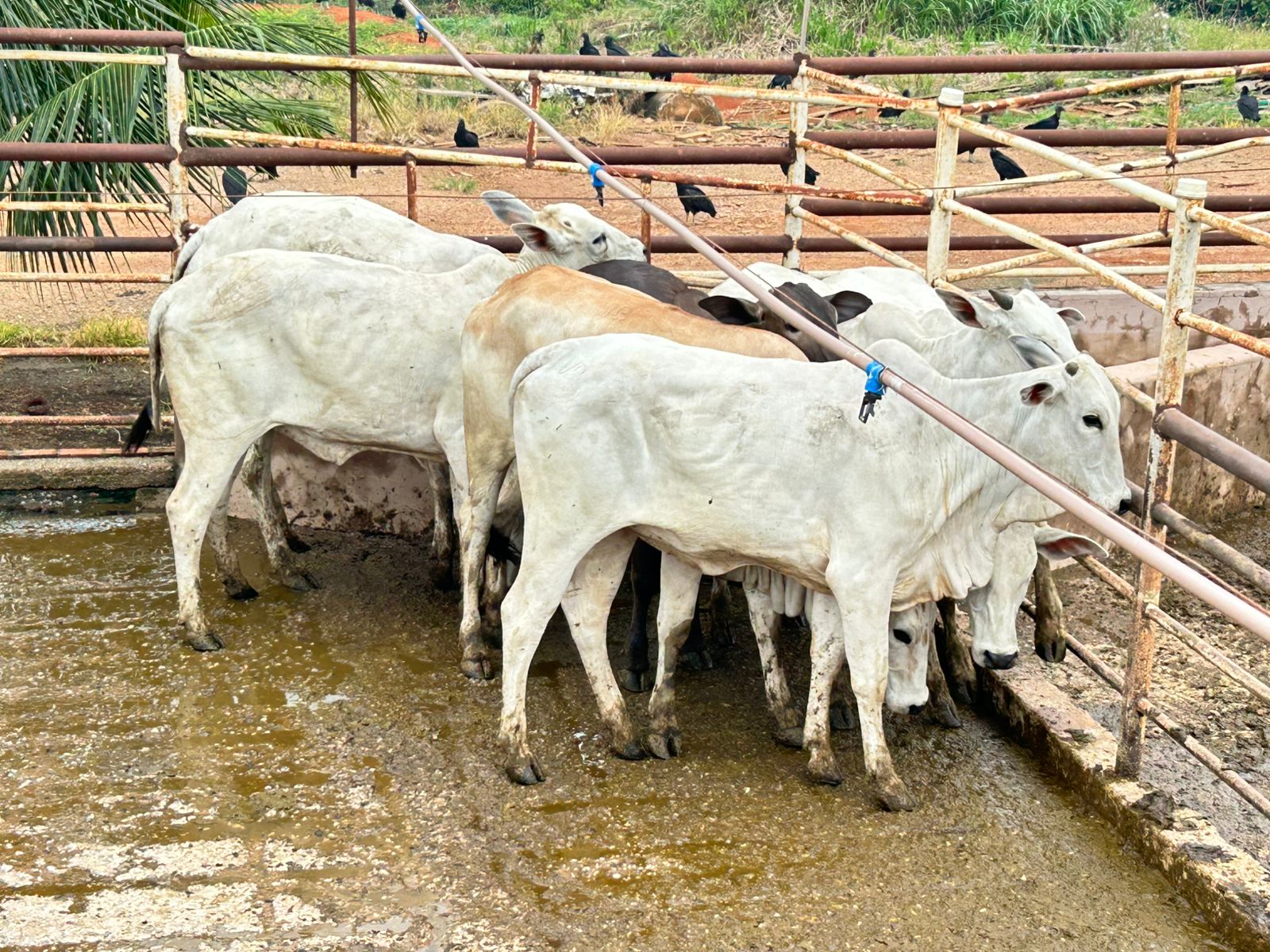 Selo garante que a carne produzida e comercializada pelos frigoríficos certificados chegue à mesa do consumidor com segurança sanitária