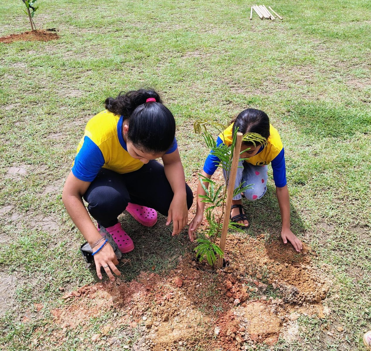 Foram plantadas 70 mudas de árvores nativas