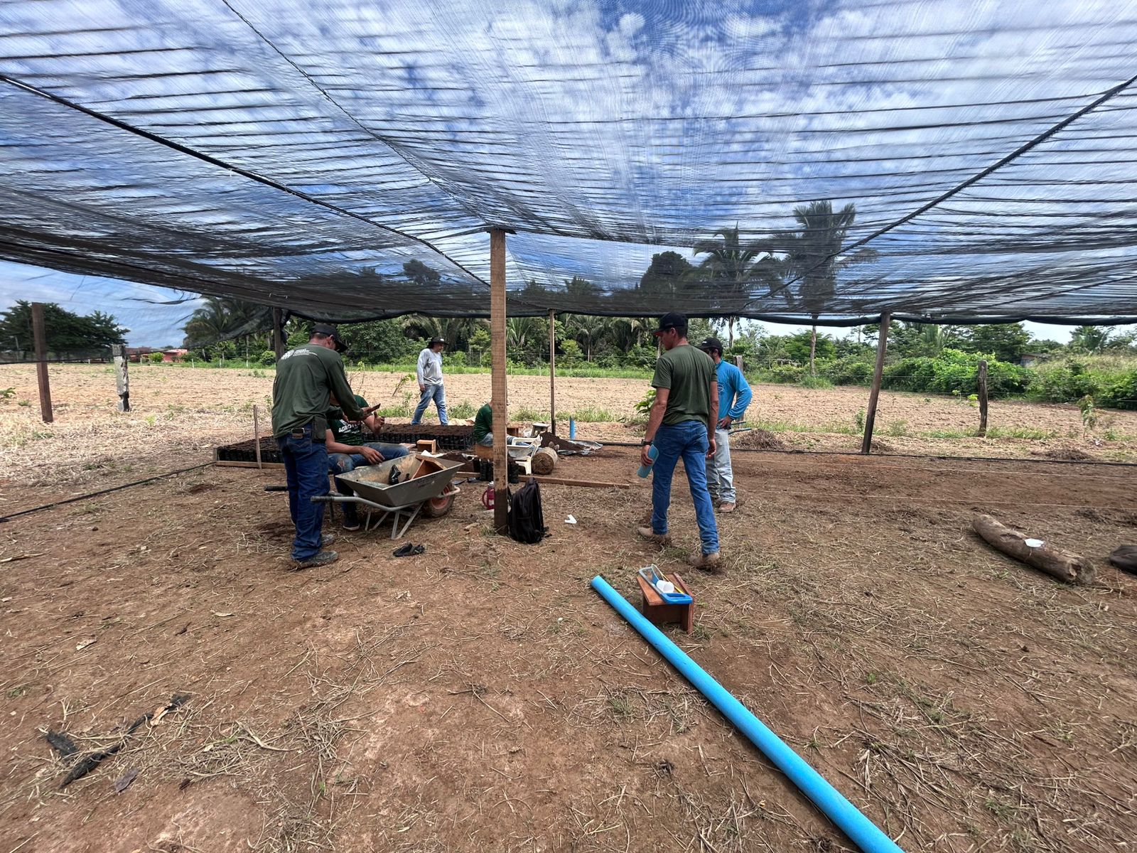 A entrega das mudas ocorre de forma compartilhada entre os parceiros, conforme o plano de trabalho do projeto