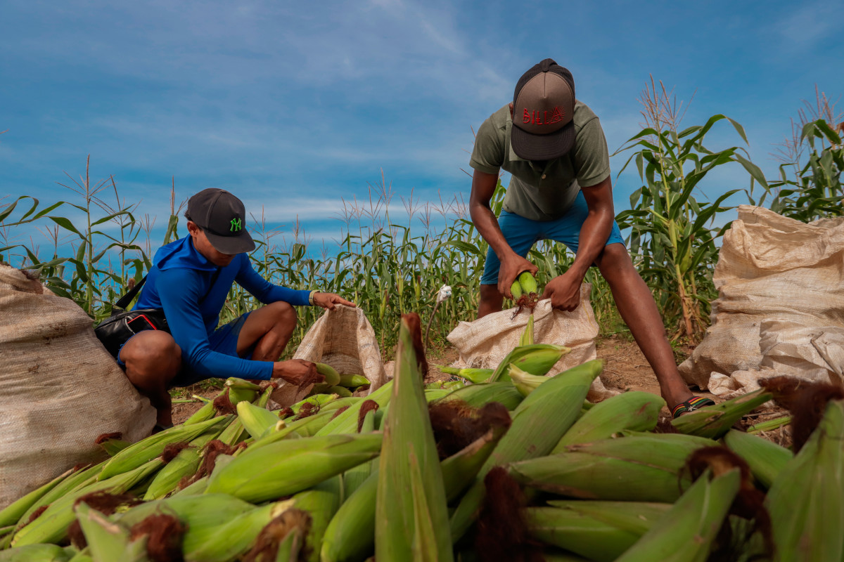 Produtor rural contribui para o fortalecimento da produção e mercado consumidor em Porto Velho