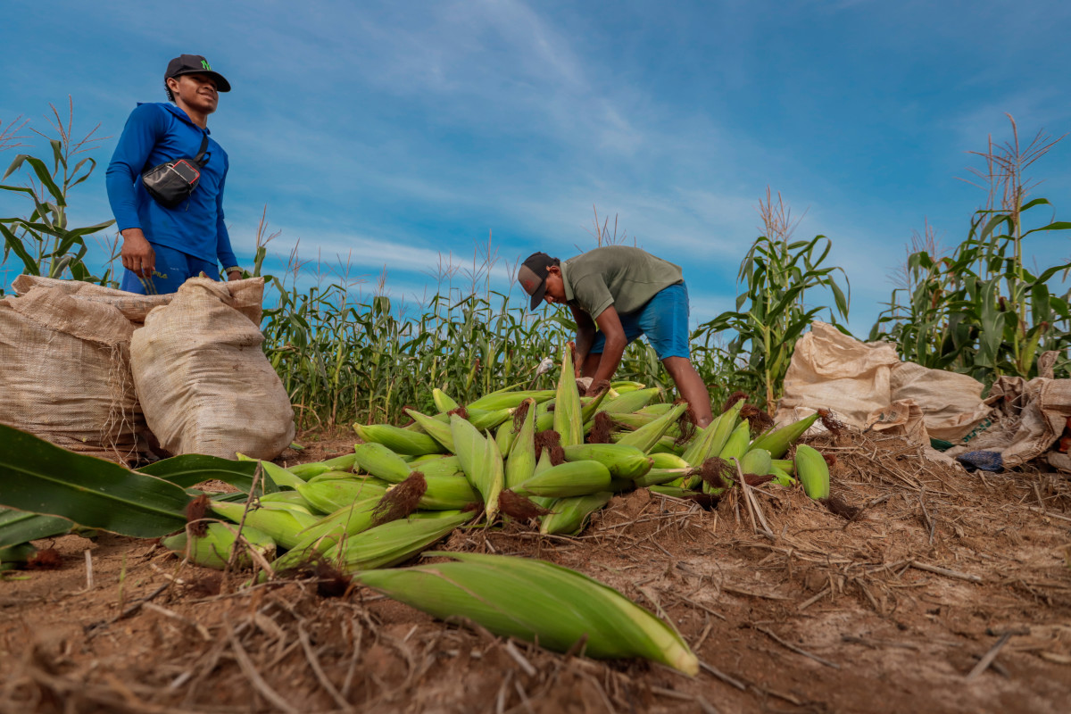 Produtor rural contribui para o fortalecimento da produção e mercado consumidor em Porto Velho