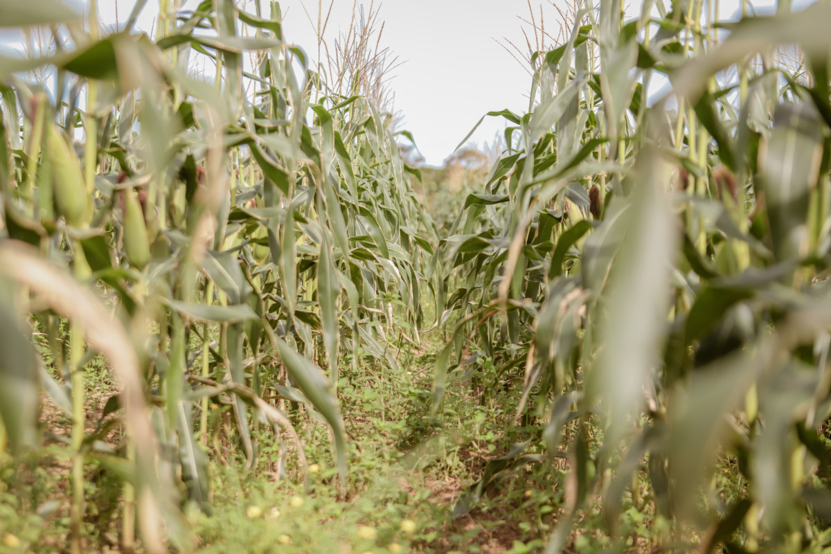 Produtor rural contribui para o fortalecimento da produção e mercado consumidor em Porto Velho