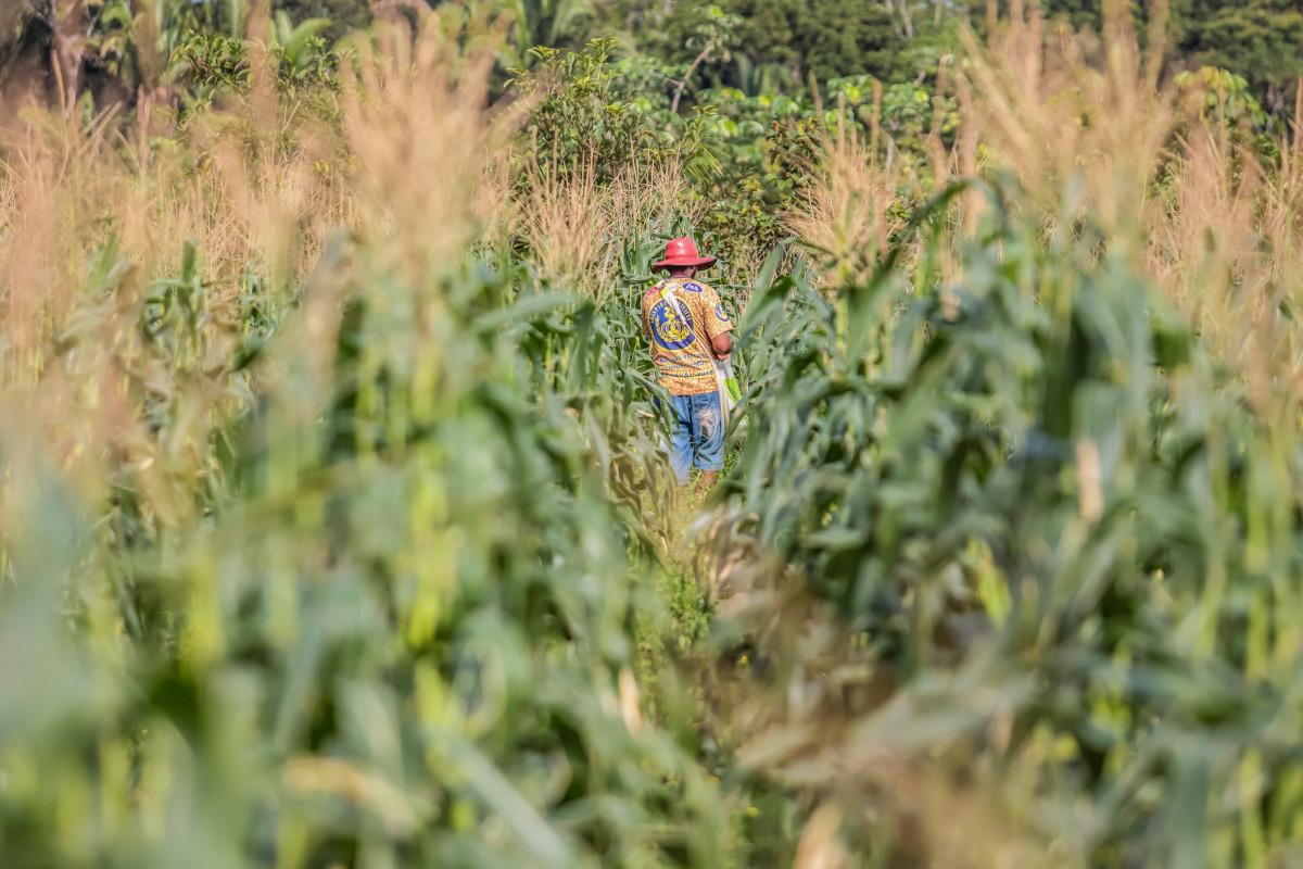 Produtor rural contribui para o fortalecimento da produção e mercado consumidor em Porto Velho