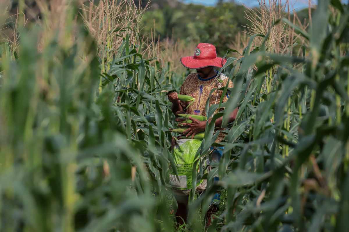 Produtor rural contribui para o fortalecimento da produção e mercado consumidor em Porto Velho