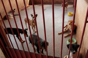 Canil municipal 02 s