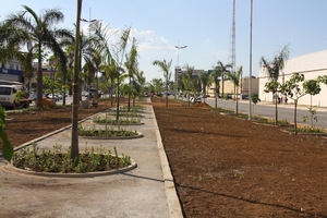 Arvores_-_JTeixeira-_site_1