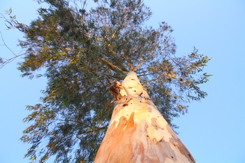 sema_plantas_vivas_site_1