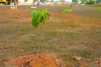 sema_plantas_vivas_site_2
