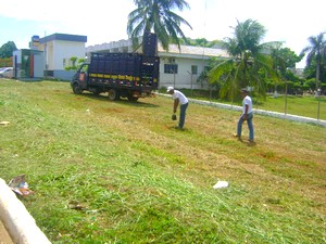 plantio_ipe_site_1