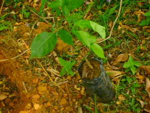 plantio_ipe_site_2